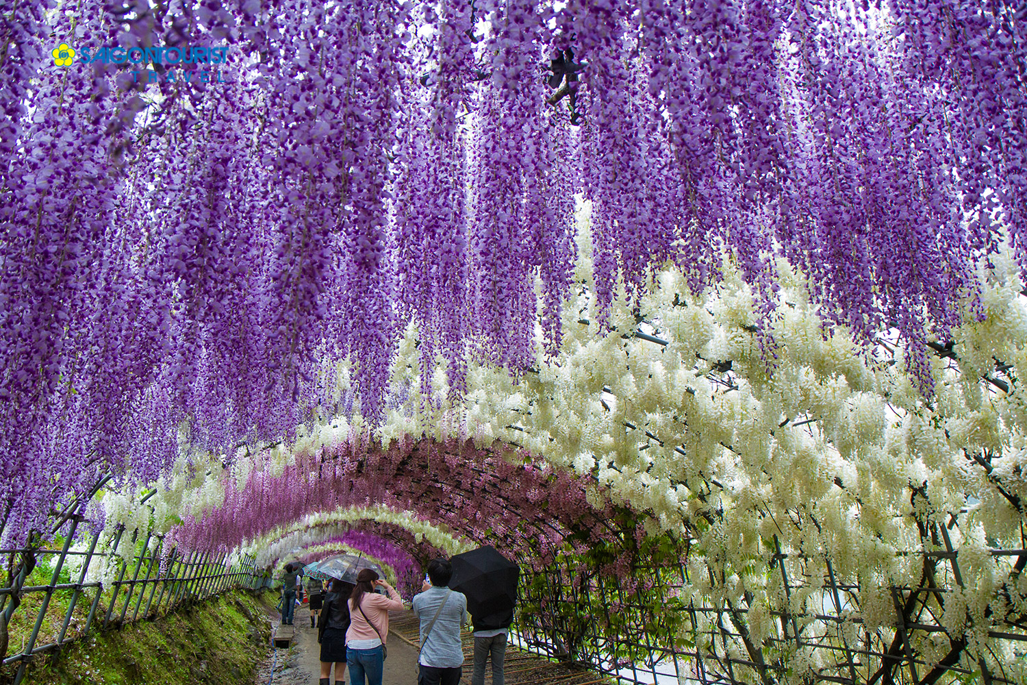 Du Lịch  Nhật Bản [Osaka - Kyoto - Nagoya- Núi Phú Sỹ - Tokyo] Chiêm ngưỡng suối hoa Tử Đằng & Lễ hội hoa Chi Anh - Shibarakura